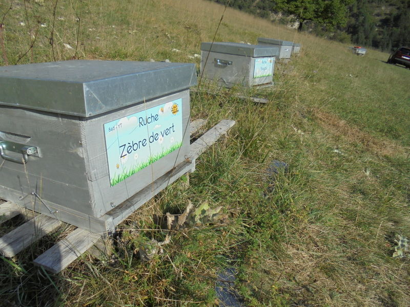 La ruche Zèbre de vert