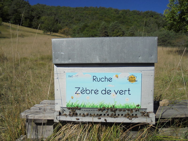 La ruche Zèbre de vert