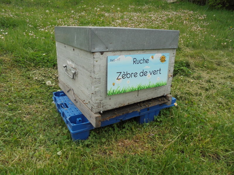 La ruche Zèbre de vert