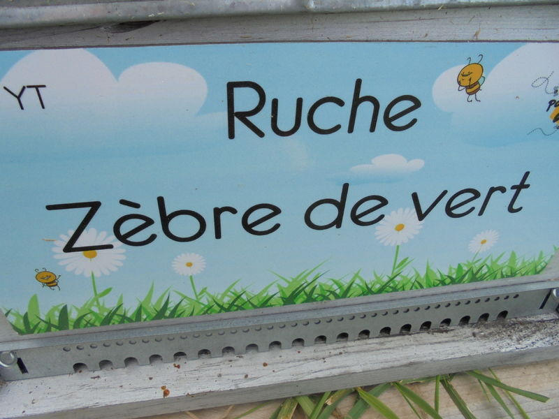 La ruche Zèbre de vert