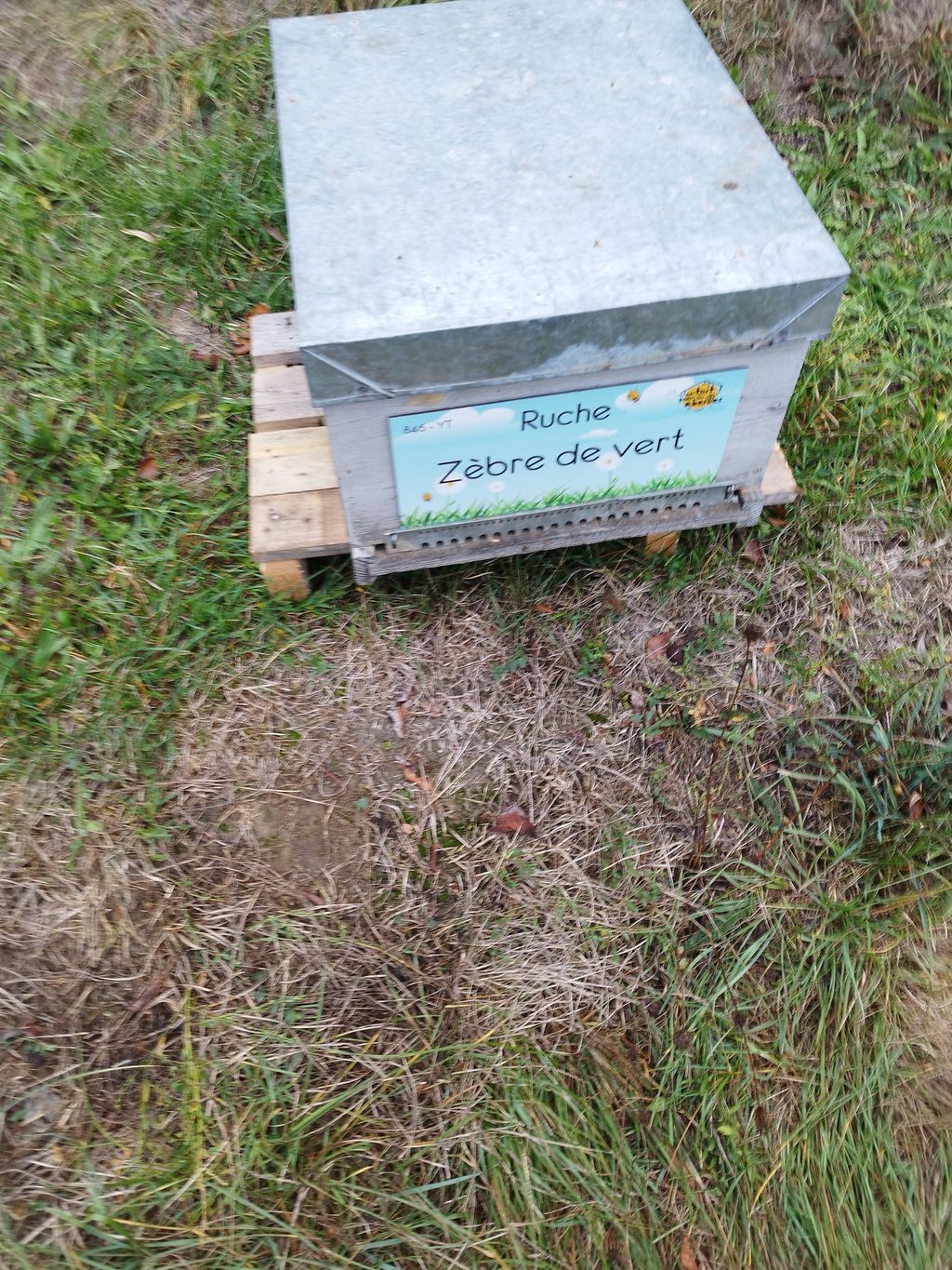 La ruche Zèbre de vert