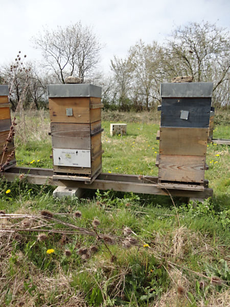 La ruche Zygène diaphane