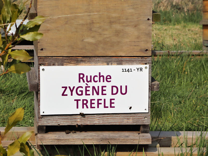 La ruche Zygène diaphane