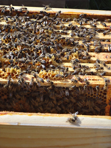 La ruche Zygène diaphane