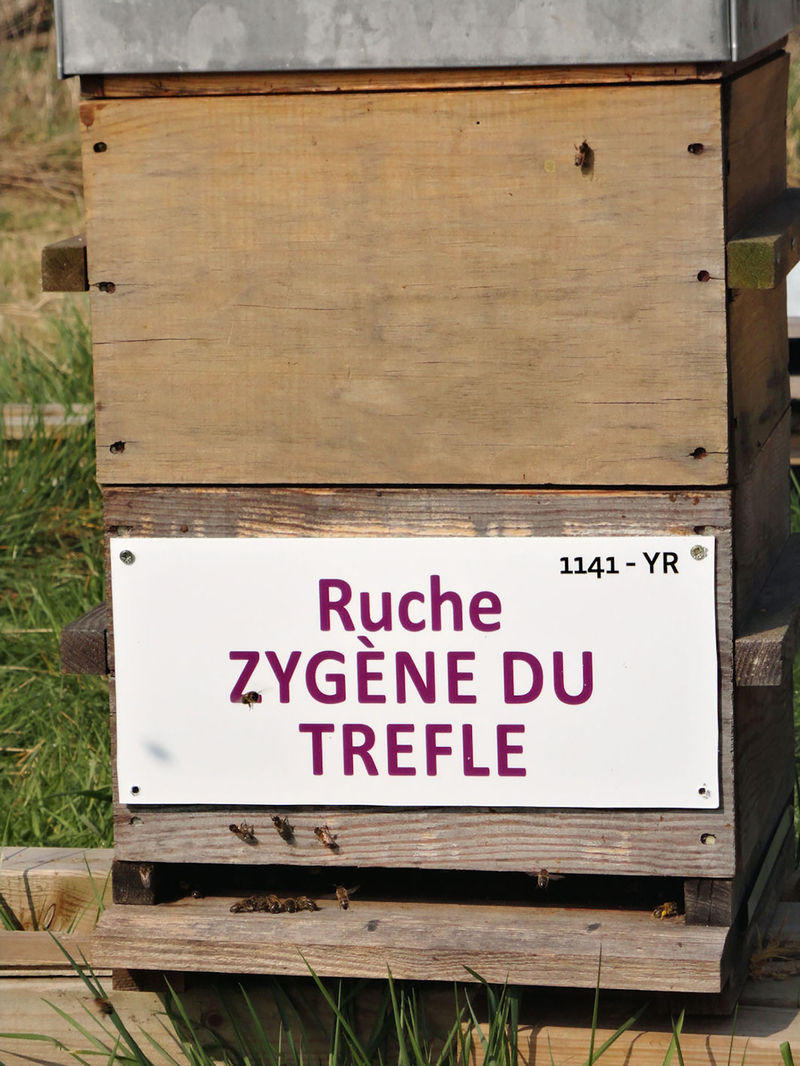 La ruche Zygène diaphane