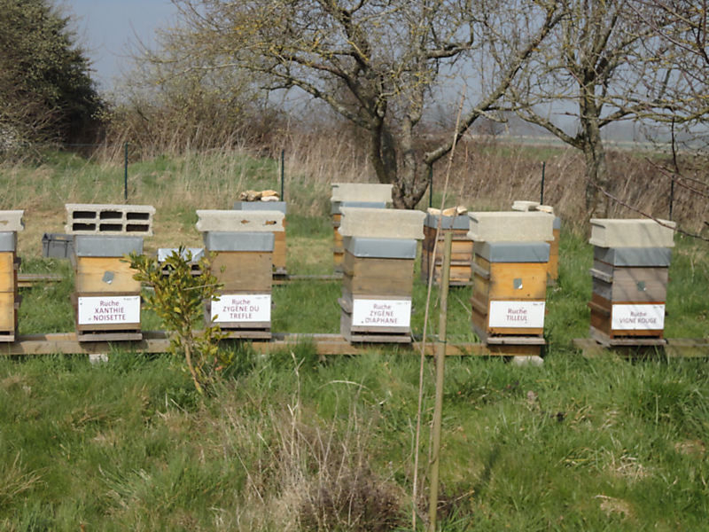 La ruche Zygène diaphane