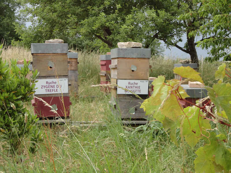 La ruche Zygène diaphane