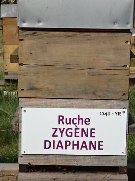 La ruche Zygène du trefle