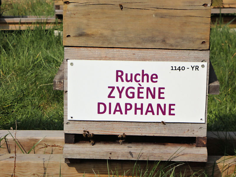 La ruche Zygène du trefle