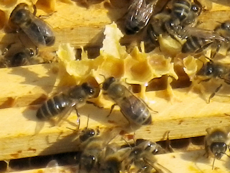 La ruche Zygène du trefle