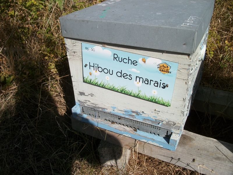 La ruche Hibou des marais