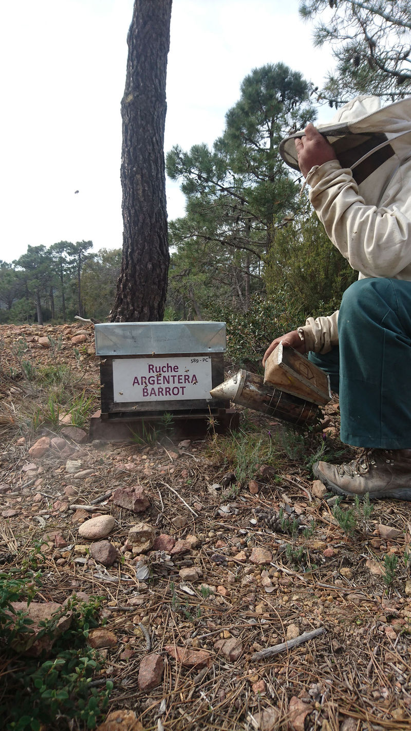 La ruche Argentera-Barrot