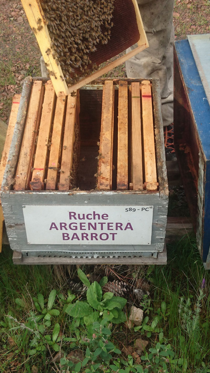 La ruche Argentera-Barrot