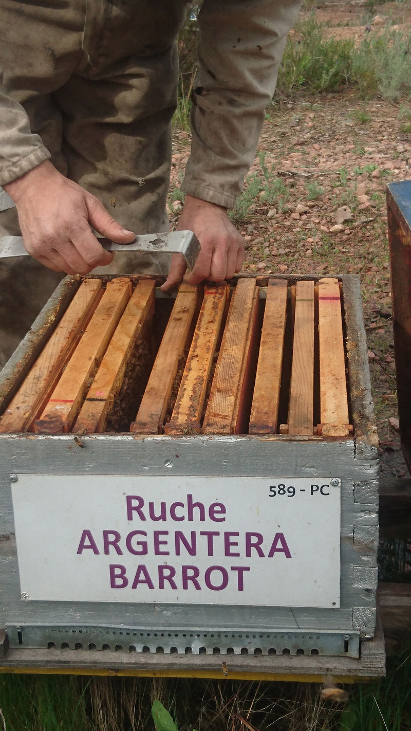 La ruche Argentera-Barrot