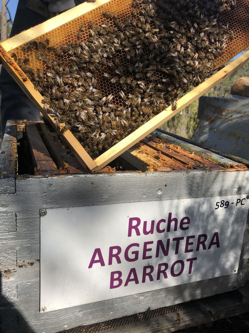 La ruche Argentera-Barrot