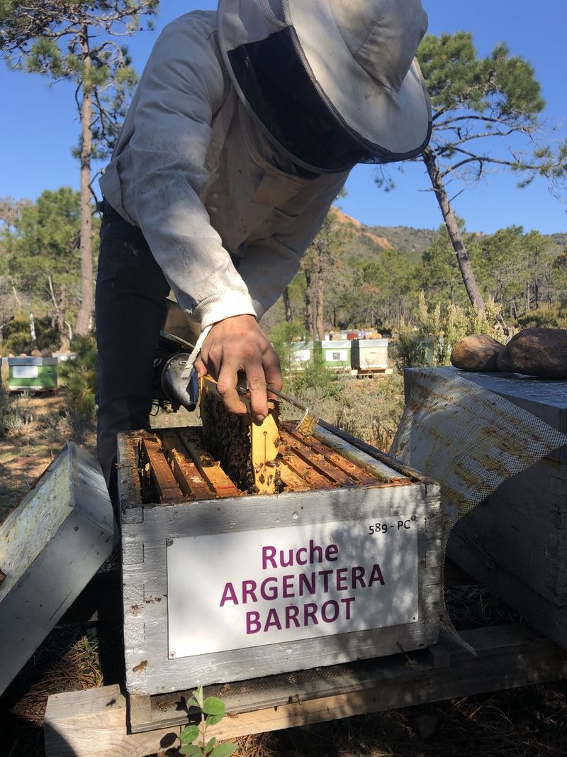 La ruche Argentera-Barrot