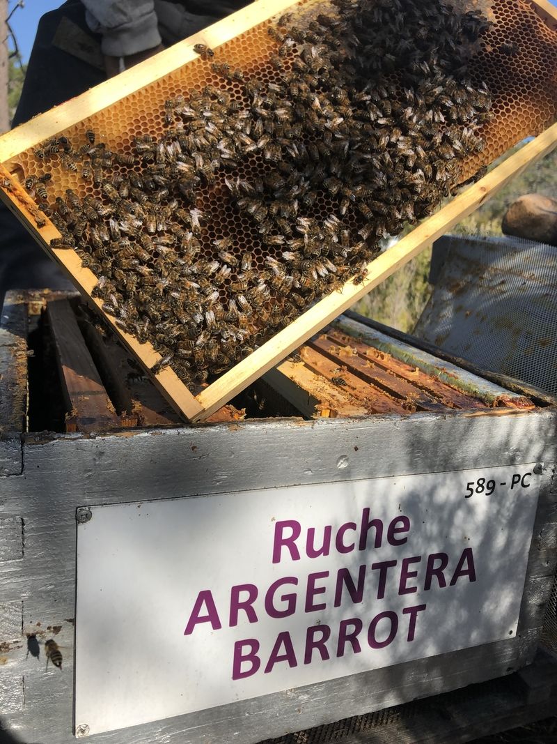 La ruche Argentera-Barrot