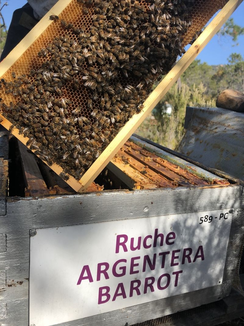 La ruche Argentera-Barrot