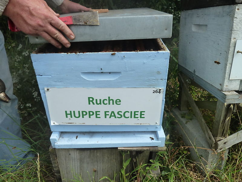 La ruche Huppe fasciee