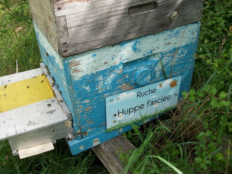 La ruche Huppe fasciee