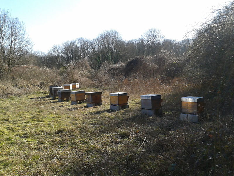La ruche Cabinet GREUZAT