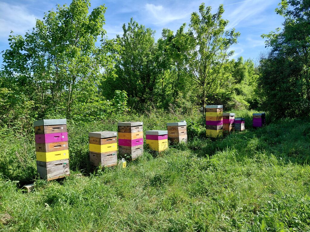 La ruche BRIENNE JARDIN