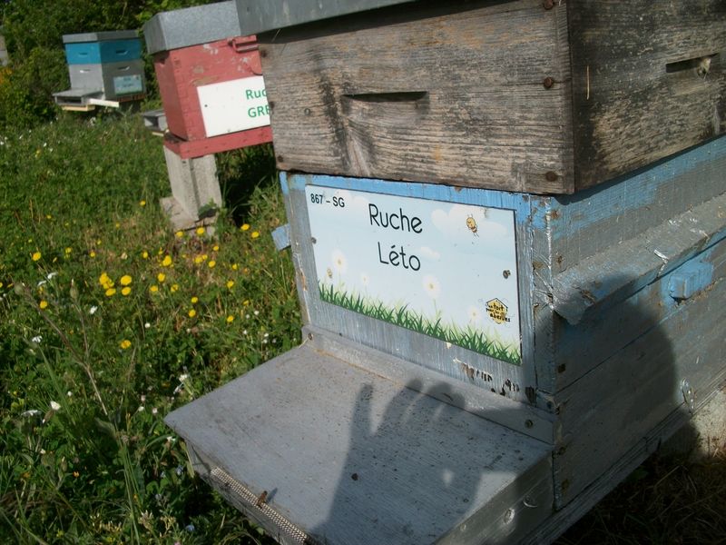 La ruche Léto