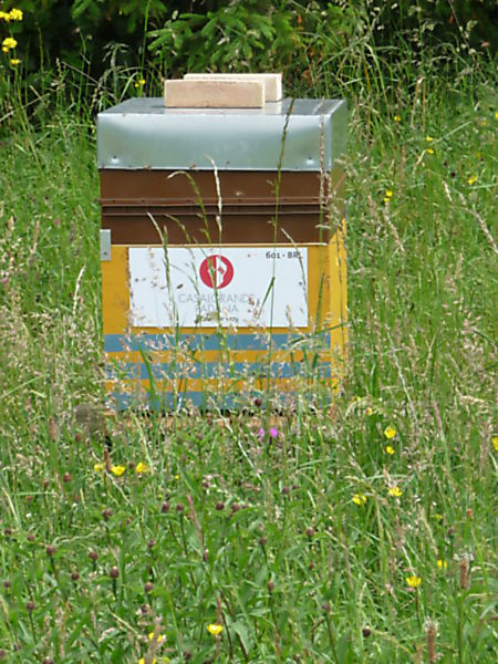 La ruche CEDREX SPRL (CASALGRANDE PADANA)