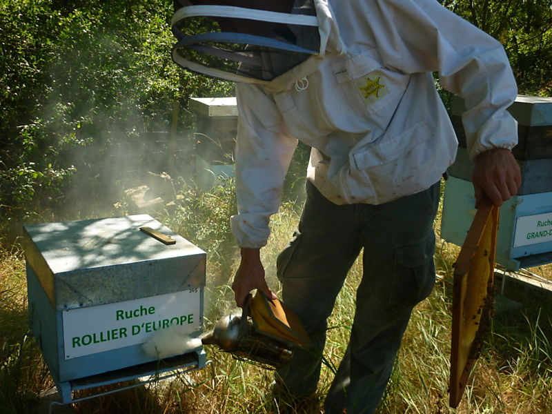La ruche Rollier d europe