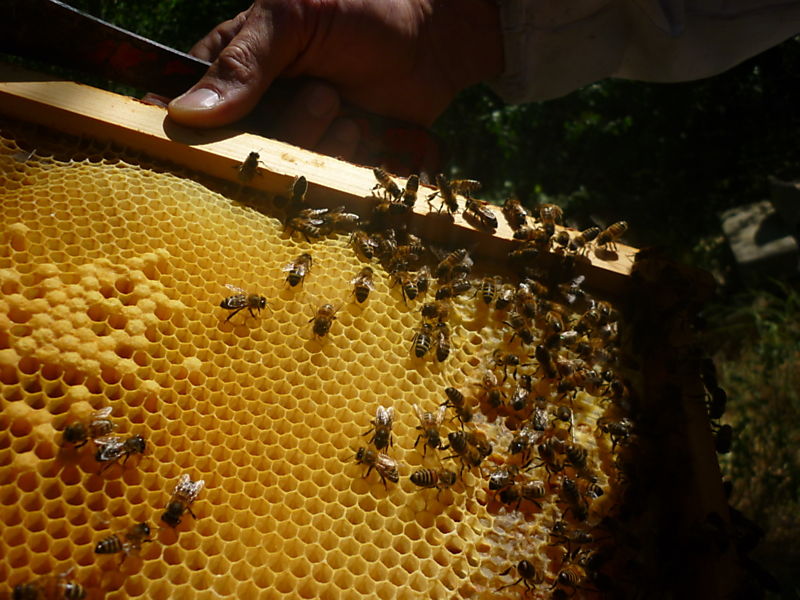 La ruche Rollier d europe