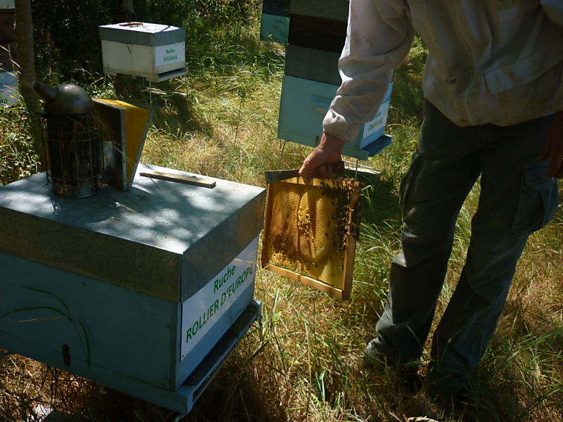 La ruche Rollier d europe