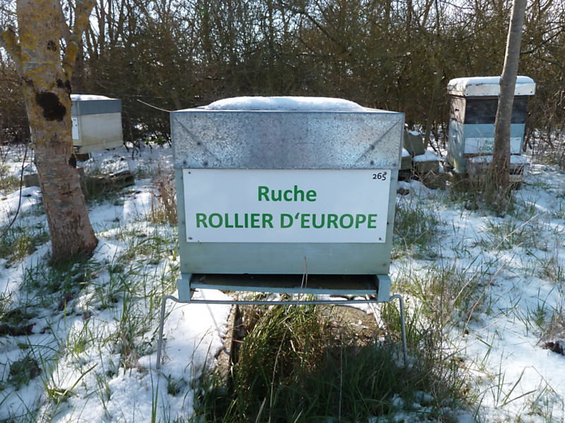 La ruche Rollier d europe