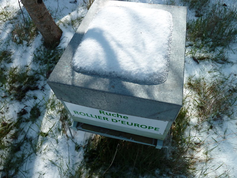 La ruche Rollier d europe