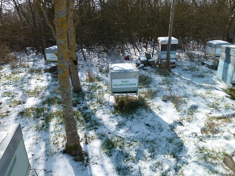 La ruche Rollier d europe