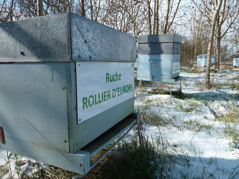 La ruche Rollier d europe