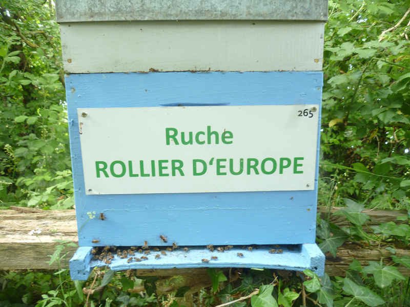 La ruche Rollier d europe