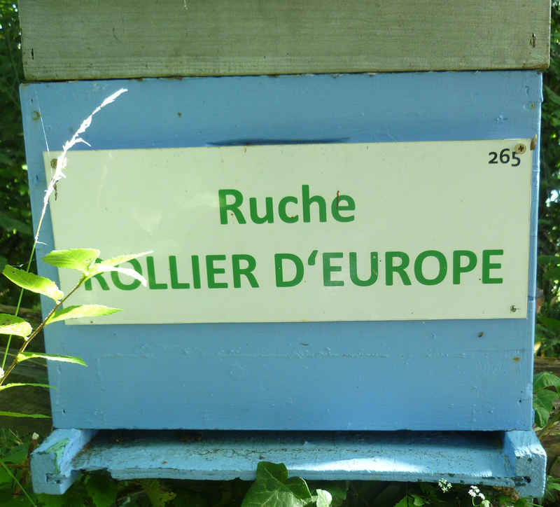 La ruche Rollier d europe