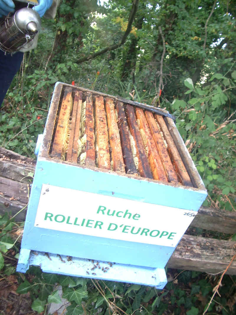 La ruche Rollier d europe