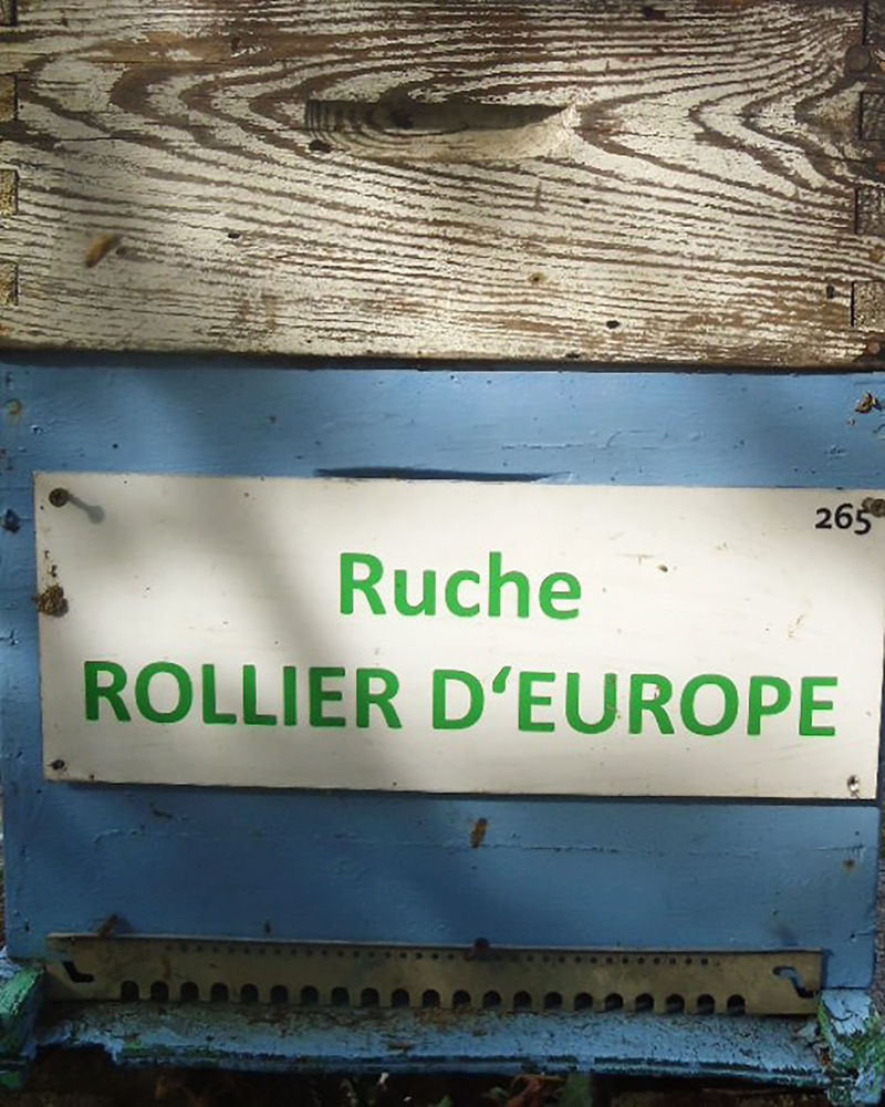 La ruche Rollier d europe