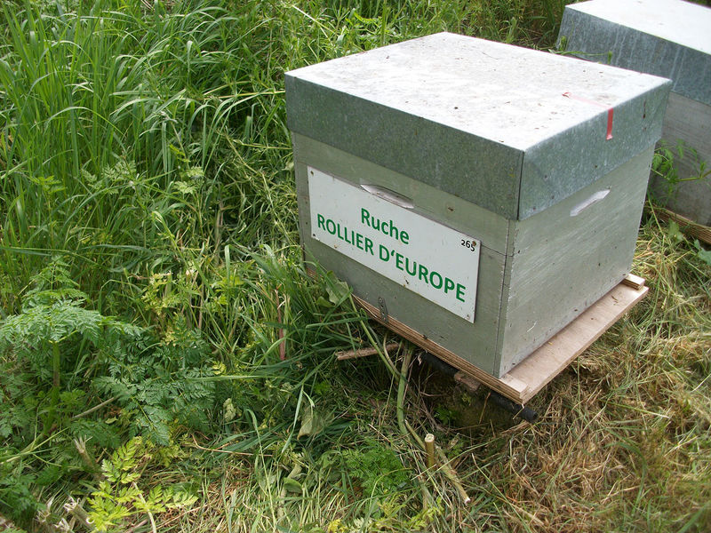 La ruche Rollier d europe