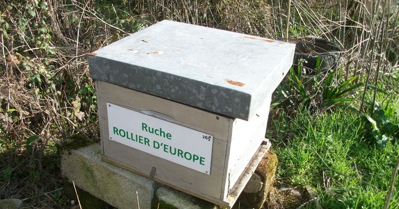 La ruche Rollier d europe