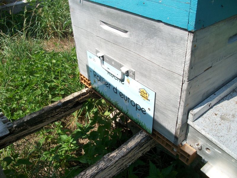 La ruche Rollier d europe