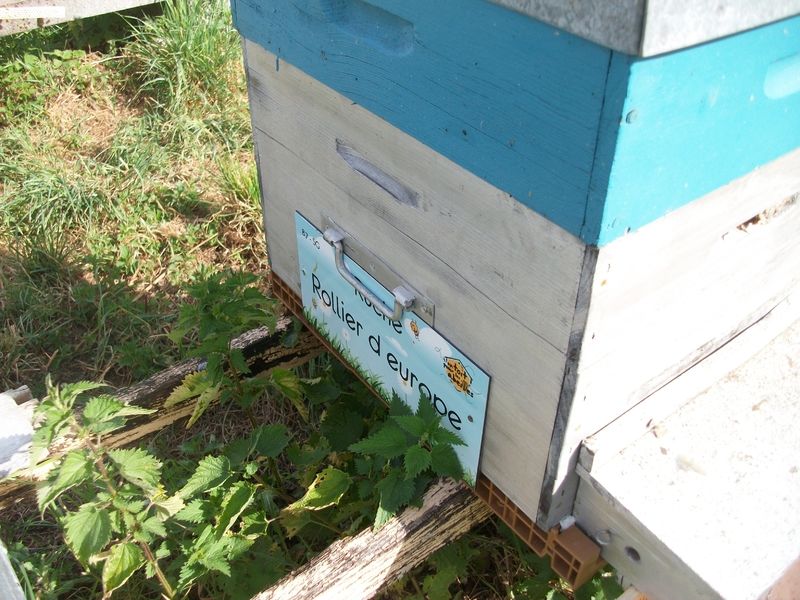 La ruche Rollier d europe
