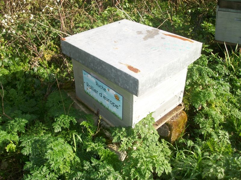 La ruche Rollier d europe