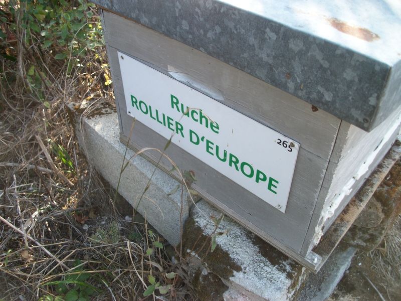 La ruche Rollier d europe