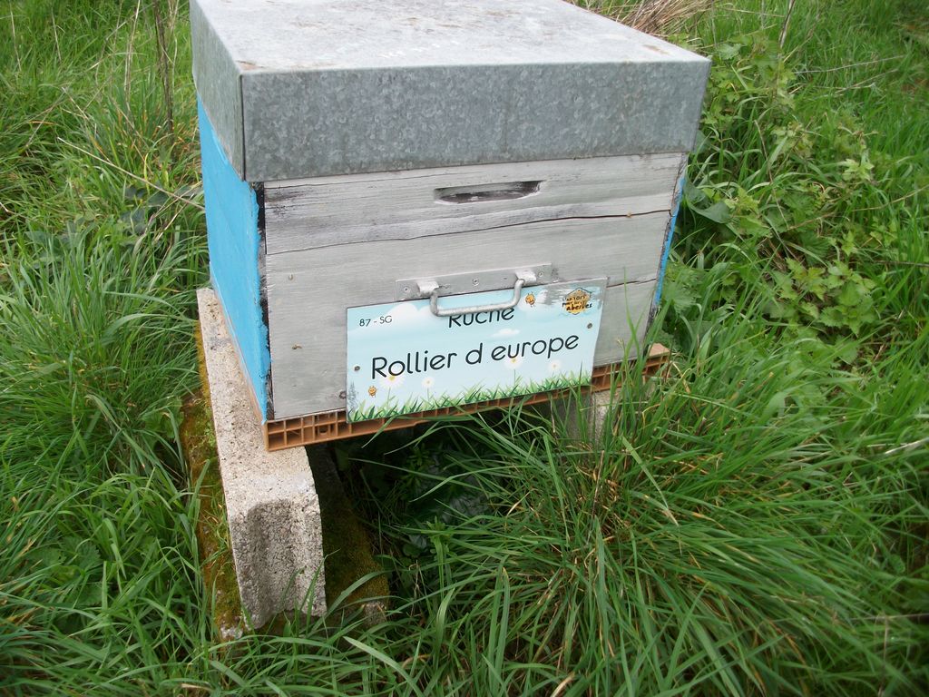 La ruche Rollier d europe