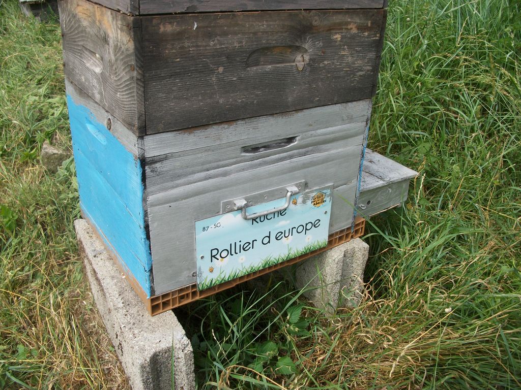 La ruche Rollier d europe