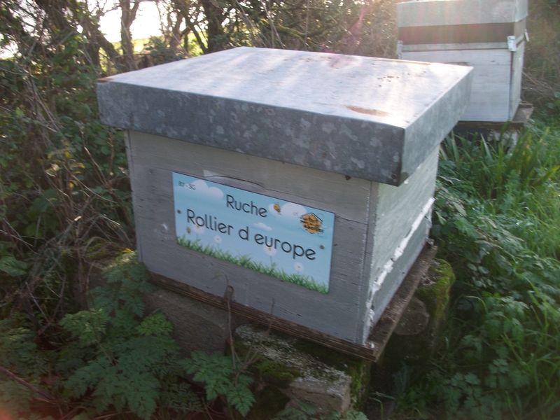 La ruche Rollier d europe