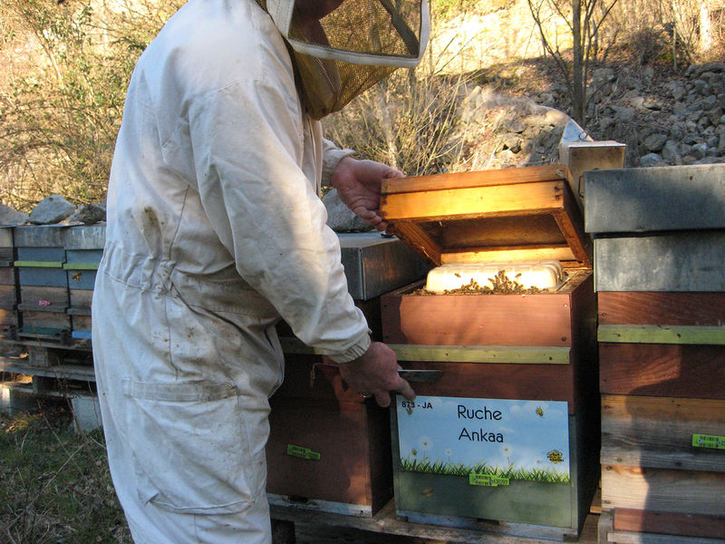 La ruche Ankaa