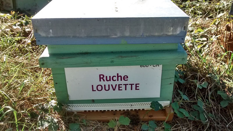 La ruche